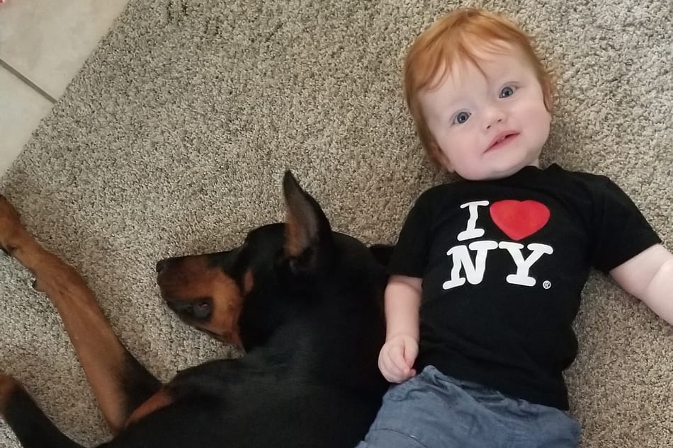 Doberman and a kid playing on the floor together.
