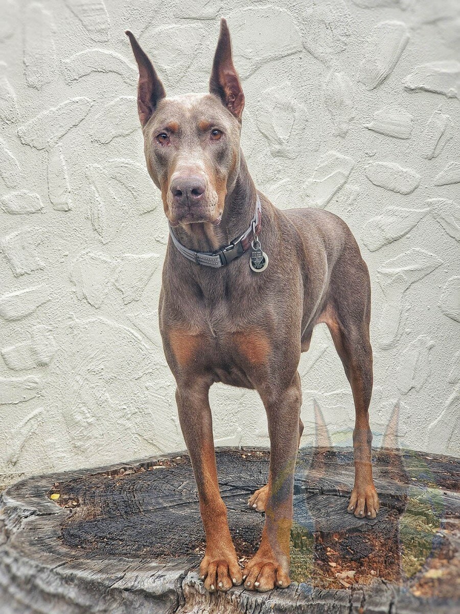 An adult fawn doberman with cropped ears standing.